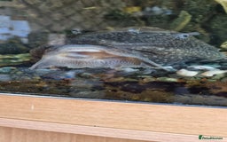 Plecos fish for sale: Pleco  - Image 3