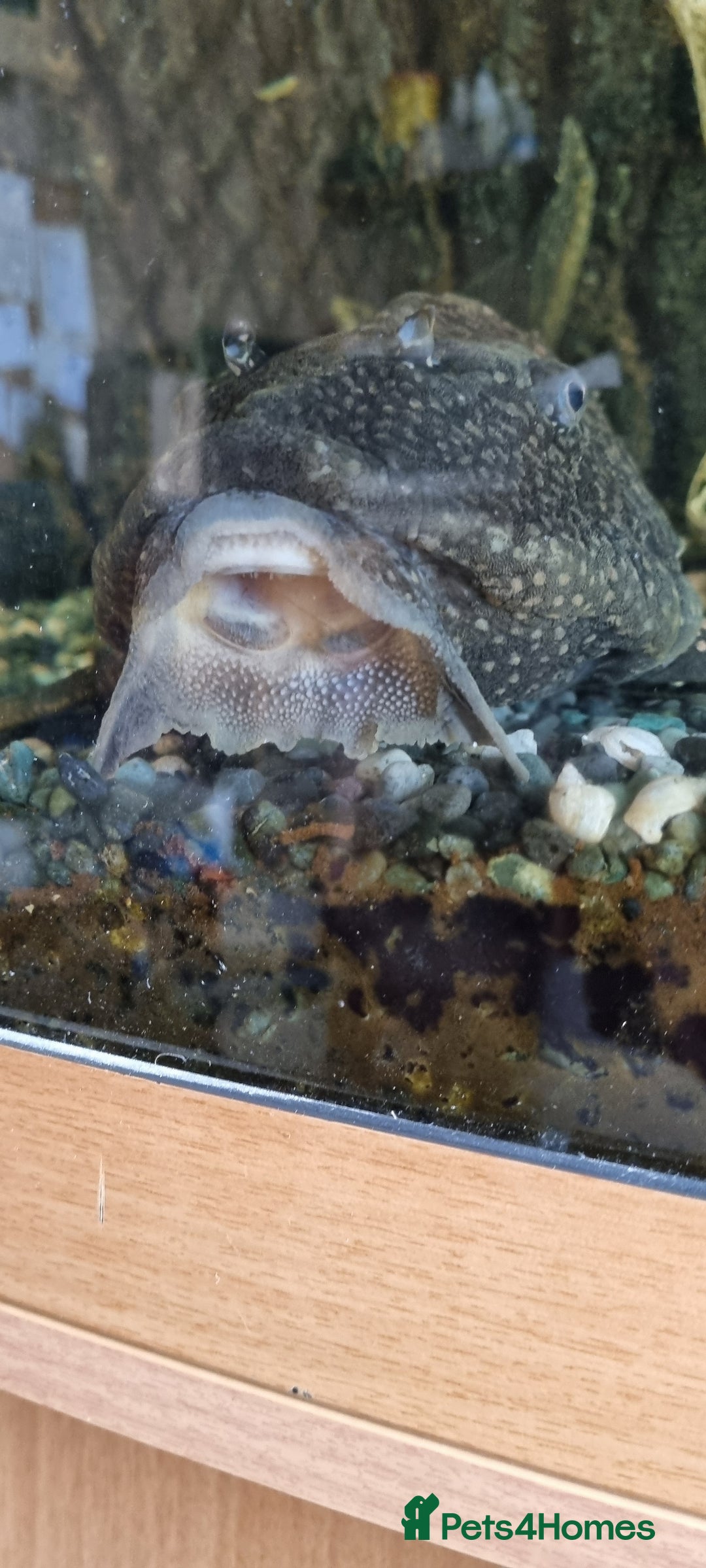 Plecos fish for sale: Pleco  - Image 3