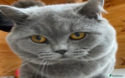 British Shorthair cats for sale: GCCF active mum and daughter blue BSH - Image 6