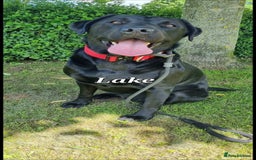 Labrador Retriever dogs for sale: 💫Stunning chocolate and black labrador pups 💫 - Image 35