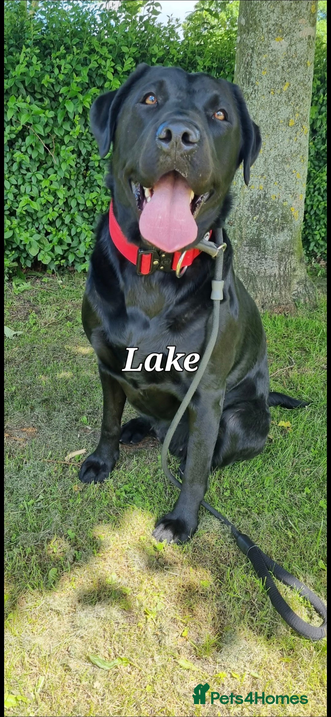 Labrador Retriever dogs for sale: 💫Stunning chocolate and black labrador pups 💫 - Image 35