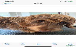 Dachshund dogs for stud: Miniature Wire haired dachshund for stud duties in Tiverton - Image 1