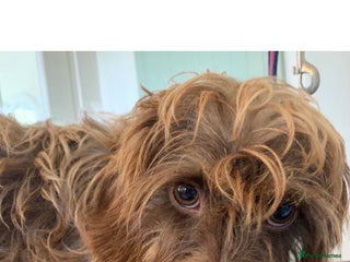 Dachshund dogs in Tiverton - Advert 2