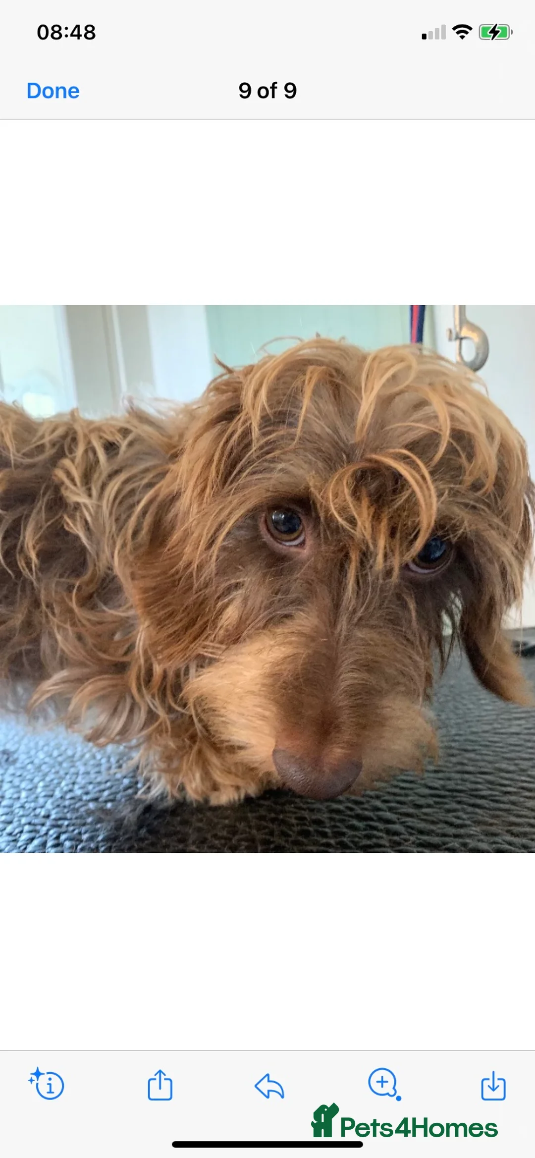 Dachshund dogs for stud: Miniature Wire haired dachshund for stud duties - Advert 2