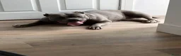 American Bully dogs for sale: Rehoming my female bully  - Advert 2