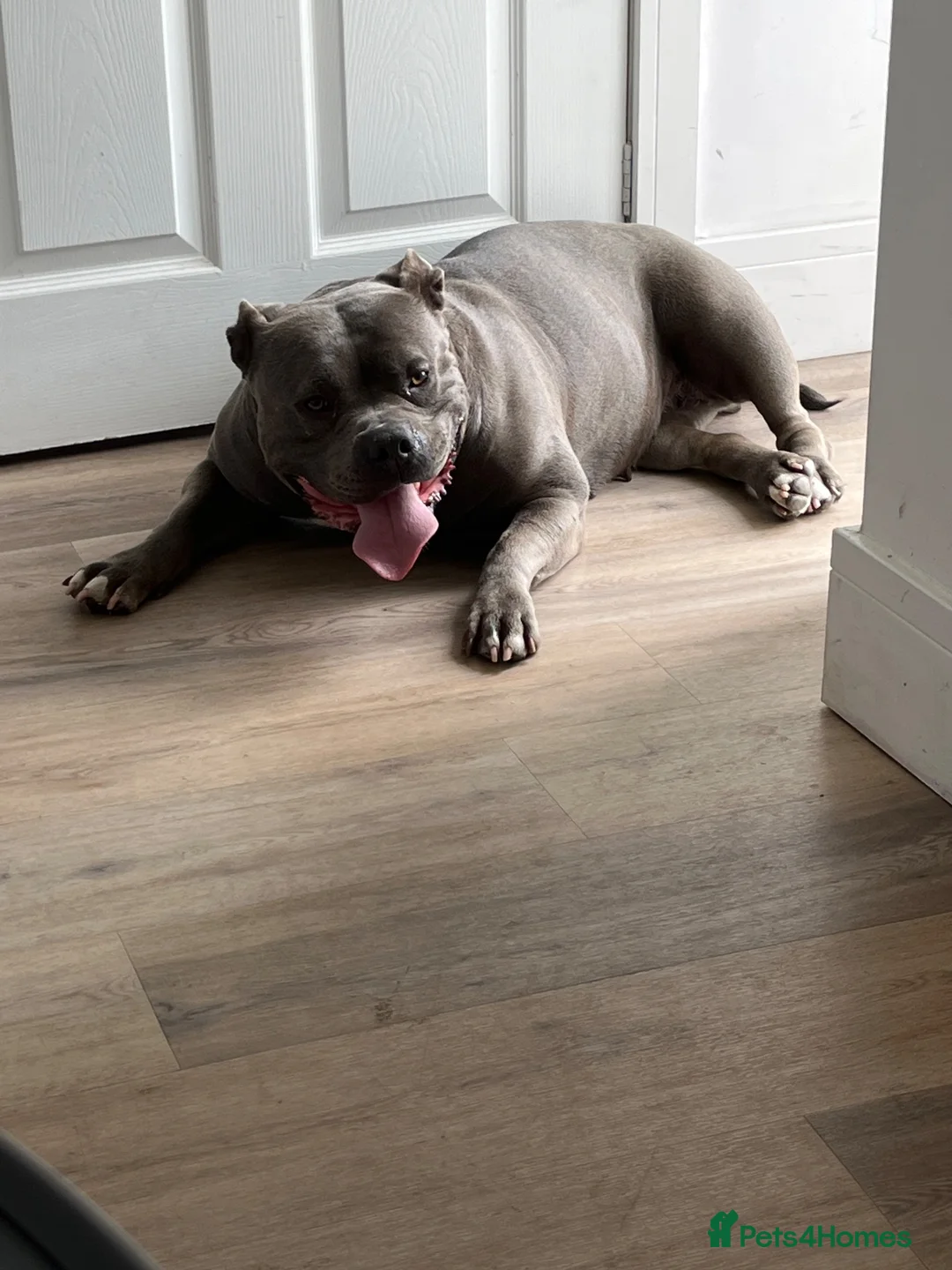 American Bully dogs for sale: Rehoming my female bully  - Advert 2