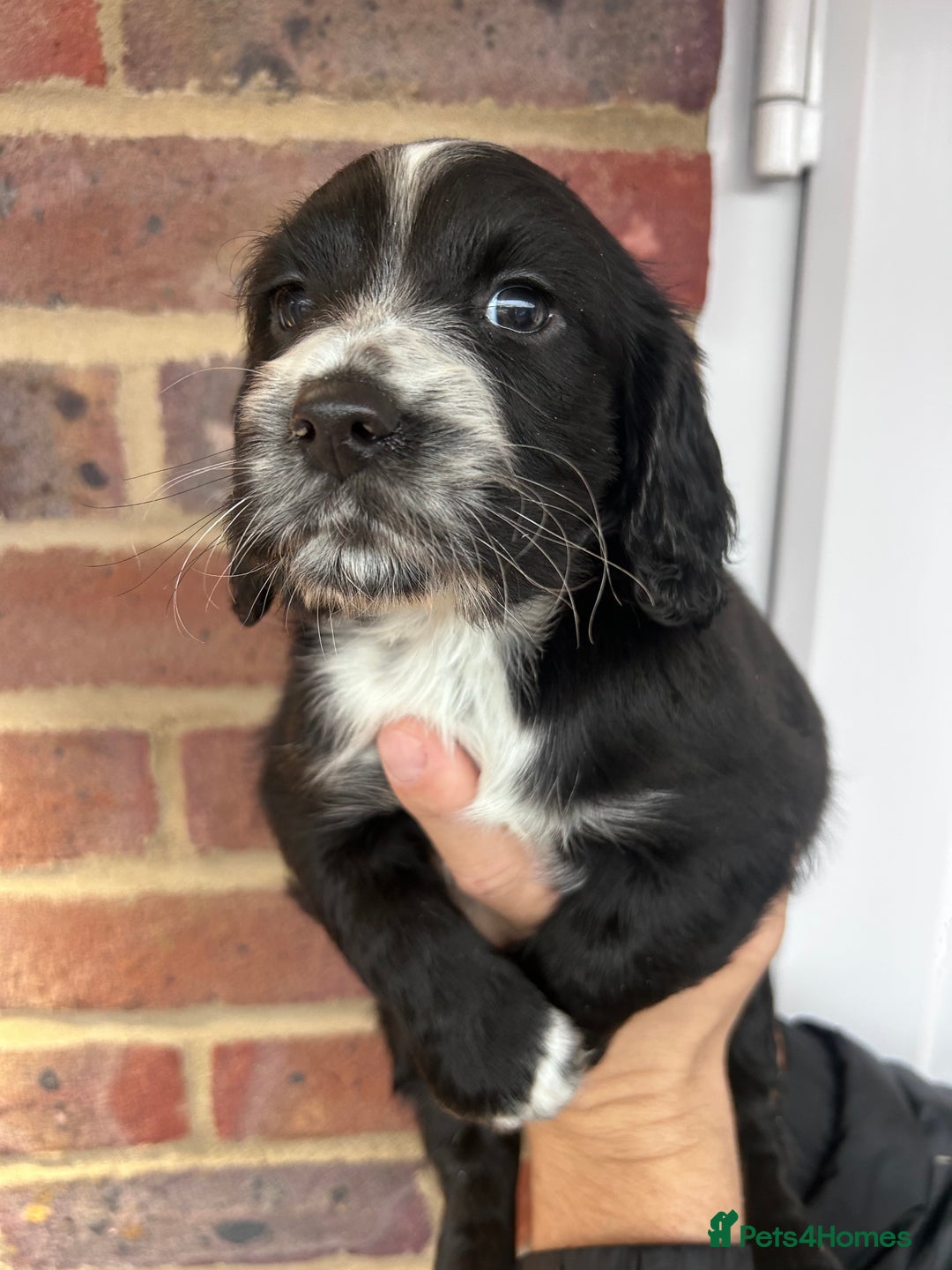 Cocker Spaniel dogs for sale: 2 female beautiful cocker spaniel puppies  - Advert 8
