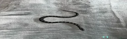 Corn Snake reptiles for sale: Baby Corn Snakes of various colours. in Hastings - Advert 14