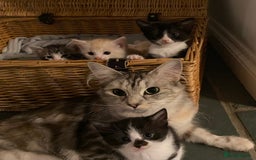 Mixed Breed cats for sale: Smudge and Smidge looking for their forever homes - Image 4