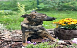 Mixed Breed dogs for adoption: 💖🐶 MIRRA 🐶💖 - Image 8