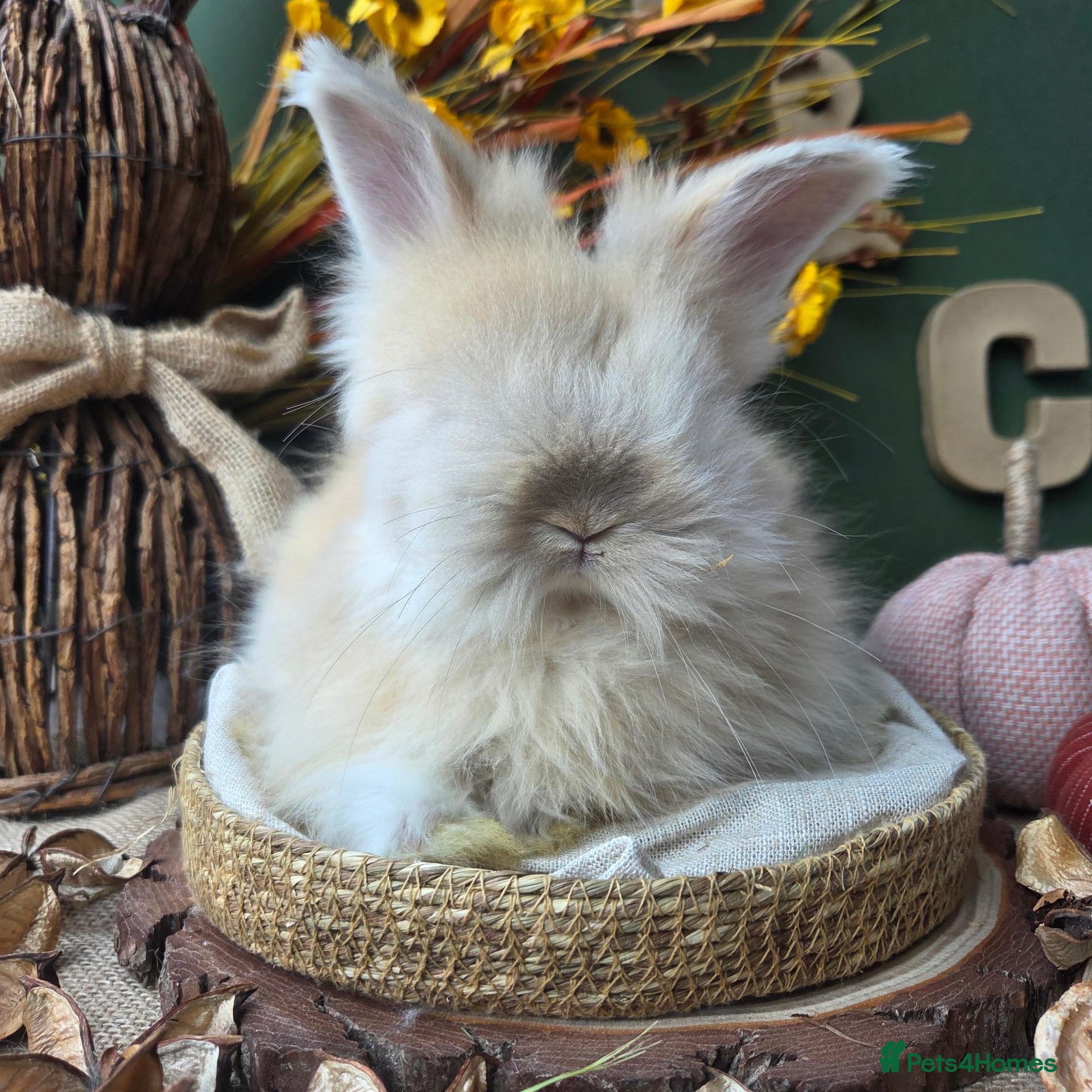 Angora rabbits English Angora Babies - Advert 2