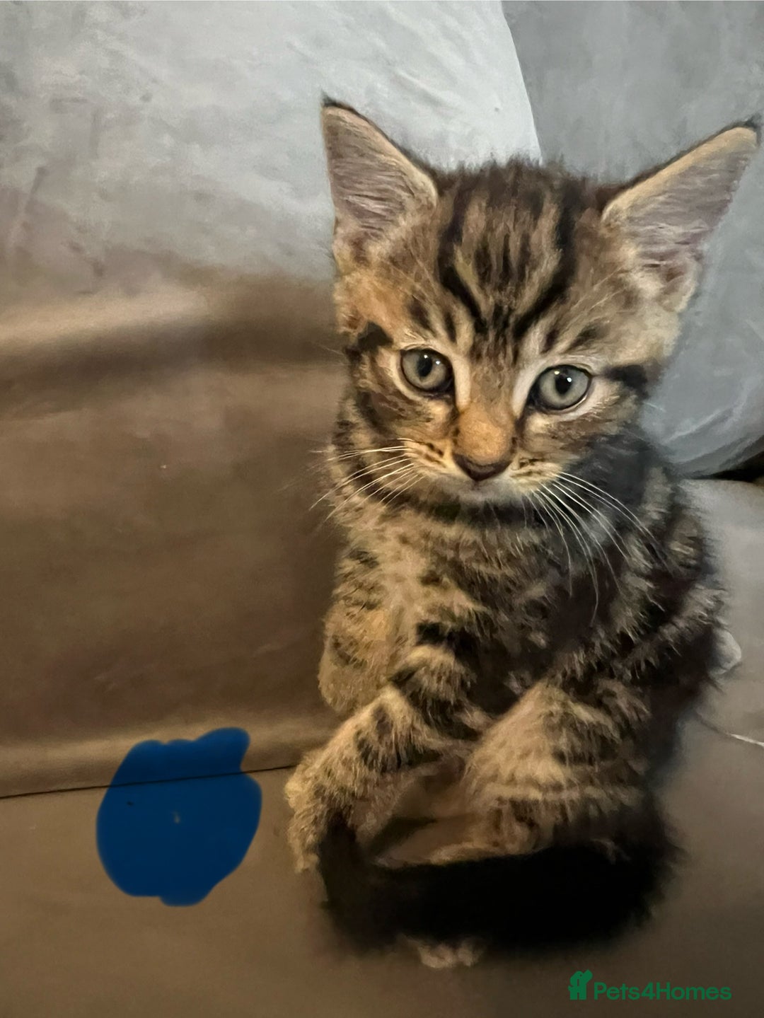 Mixed Breed cats for sale: 2 male kittens  - Image 4