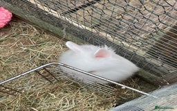 Lionhead rabbits for sale: 2 male left. 6 females  - Image 10