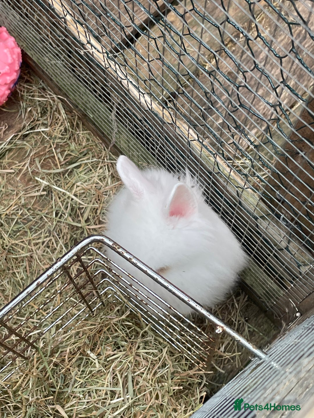 Lionhead rabbits for sale: 2 male left. 6 females  - Image 10