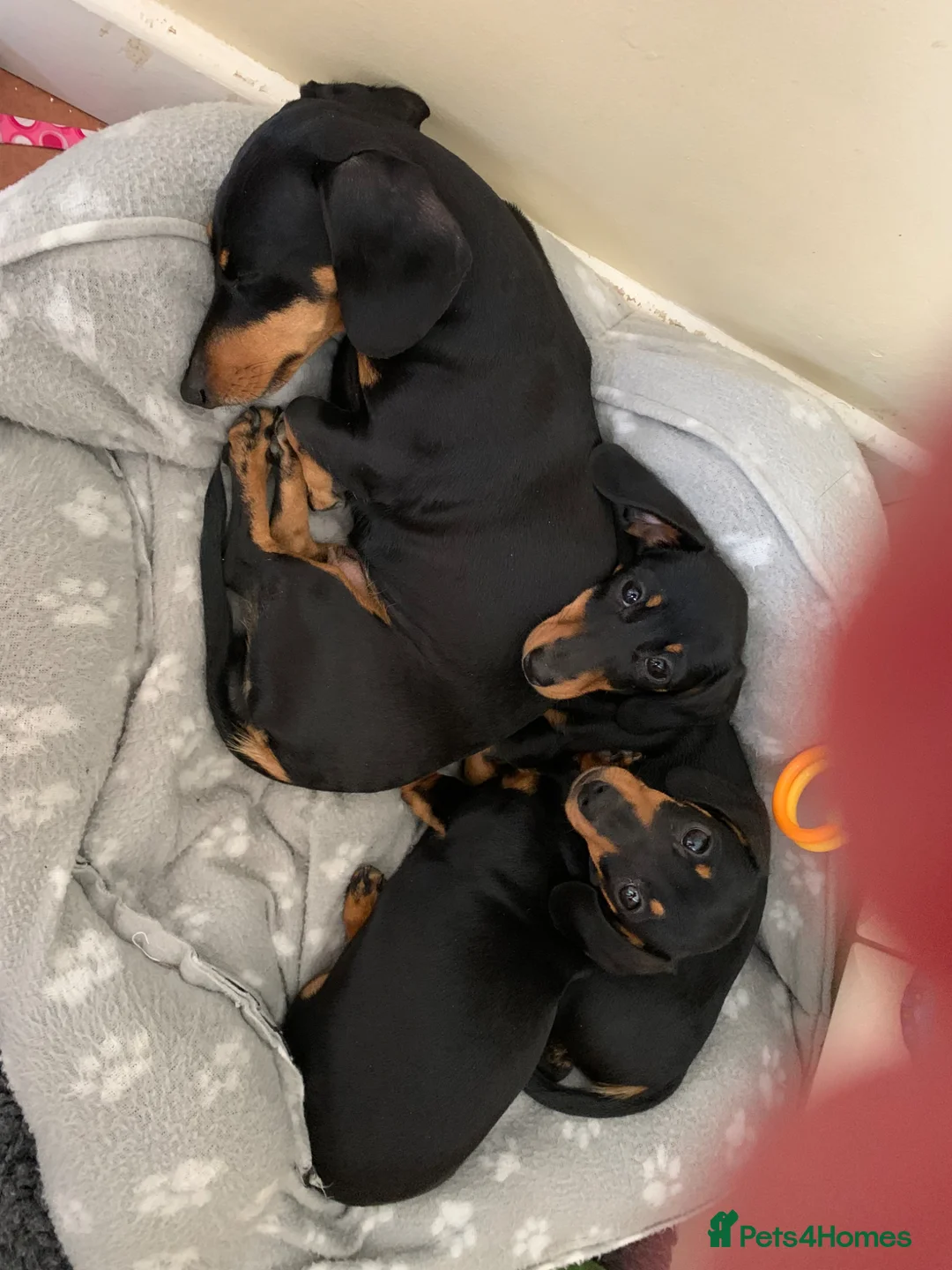 Miniature Dachshund dogs for sale: KC registered quality true miniature dachshunds  - Advert 23