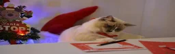 Ragdoll cats for sale: Beautiful Ragdoll Cat Vaccinated & Microchipped  in Leyland - Advert 4