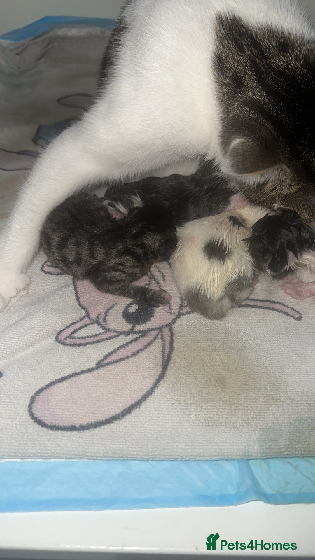 Mixed Breed cats for sale: Chubby tabby girl - Advert 1