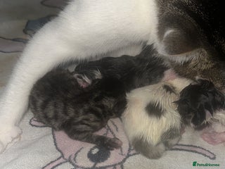 Mixed Breed cats Chubby tabby girl - Advert 1