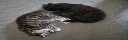 Mixed Breed cats for sale: 2 kittens - to stay together - Advert 2