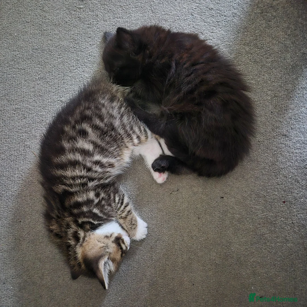 Mixed Breed cats for sale: 2 kittens - to stay together - Advert 2