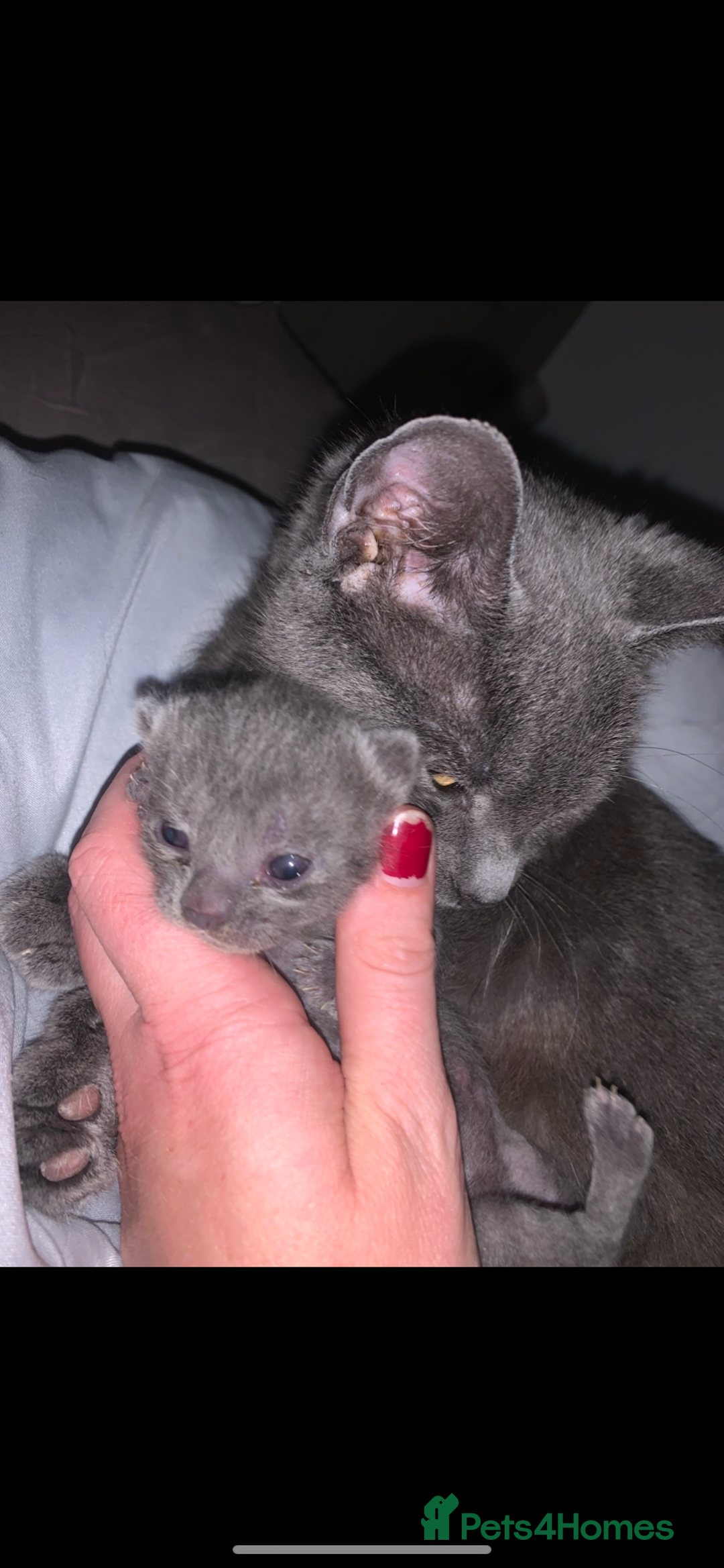Russian Blue cats for sale: Russian blue beauty  - Image 6