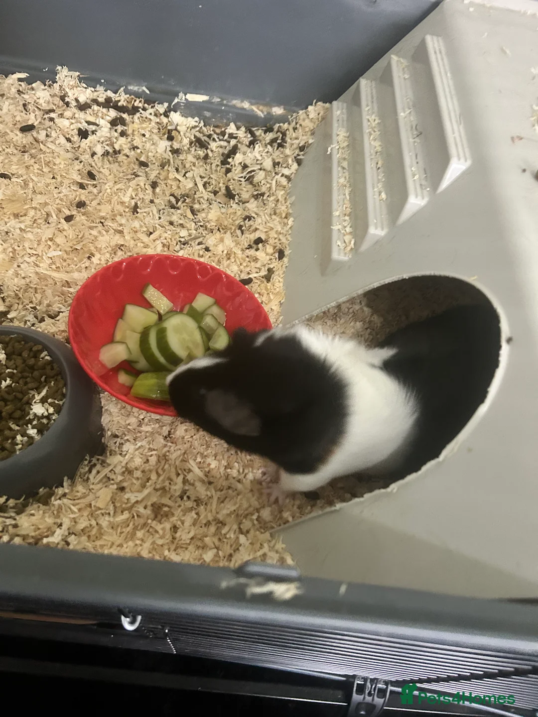 Guinea Pig rodents for sale: Guinea pig and double cage  - Advert 3