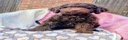 Spanish Water Dog dogs for sale: Spanish water dog - Advert 24
