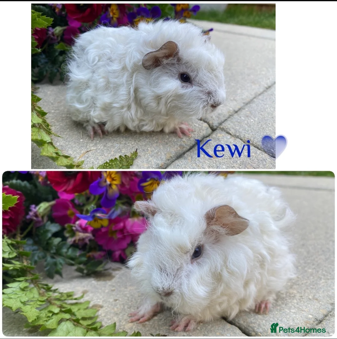 Guinea Pig rodents for sale: Pedigree Lunkarya Guinea pigs  - Advert 2