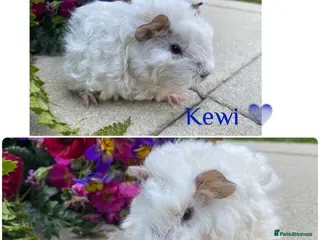 Guinea Pig rodents Pedigree Lunkarya Guinea pigs - Advert 2