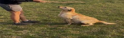 Labrador Retriever dogs for sale: 6 beautiful KC reg  Labrador retriever puppies  in Grantham - Advert 4