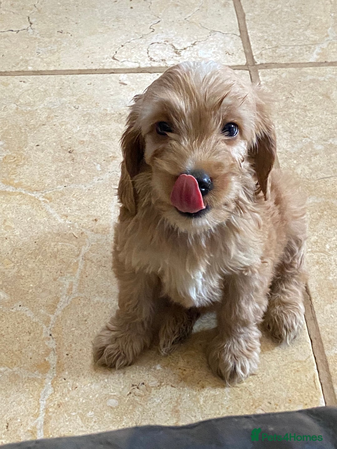 Cockapoo dogs for sale: F1 Apricot cockapoo’s boys and girls  - Image 6