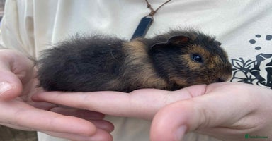 Guinea Pig rodents - Advert 3