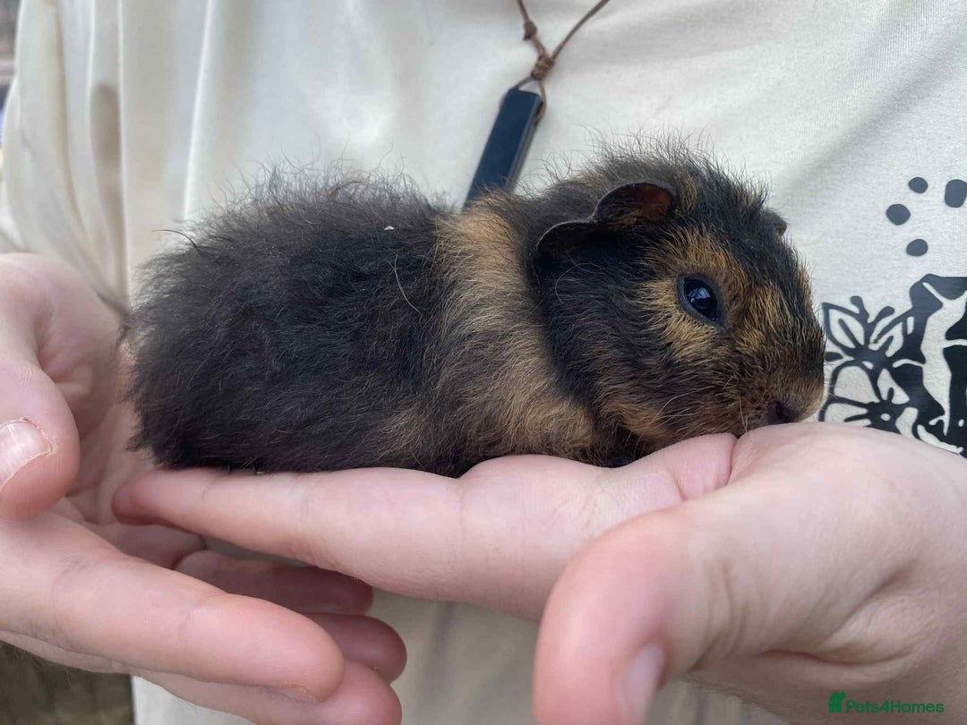 Guinea Pig rodents for sale: Male baby guinea pig teddy's & funkys - Image 3