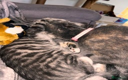 Mixed Breed cats for sale: Two lovely kittens need new home! - Image 2