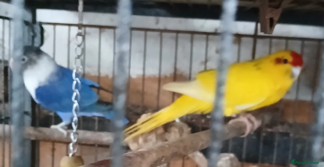 Parakeets birds for sale: Kakariki hen Kakariki hen  - Advert 2