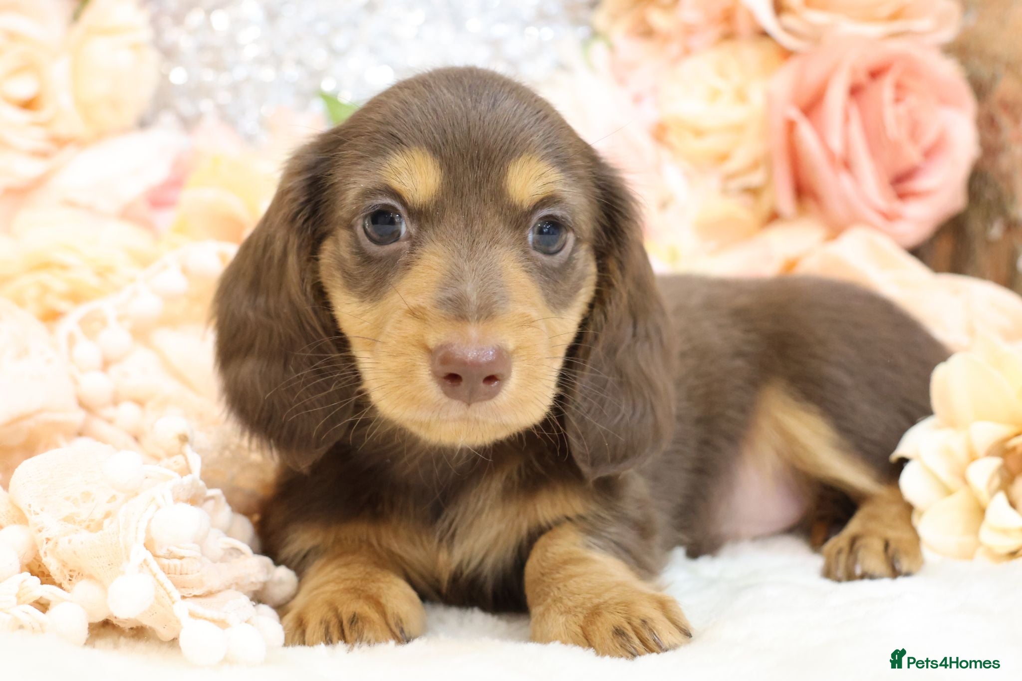 Miniature Dachshund dogs KC Longhair Miniature Dachshunds - Advert 1