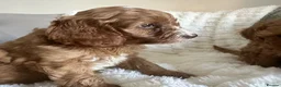 Cavapoo dogs for sale: Stunning  health tested Cavapoo puppies  - Advert 12