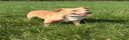 Mixed Breed dogs for adoption: Klara, could you be her special person ❤️ - Advert 18