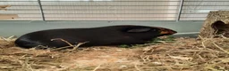 Guinea Pig rodents for sale: Two female guinea pigs. in Billingshurst - Advert 3
