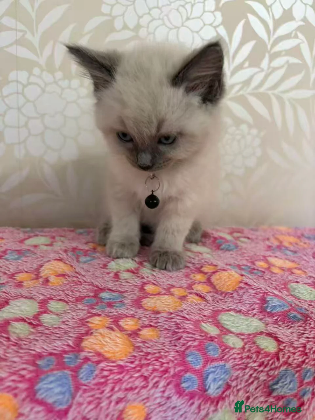 Ragdoll cats for sale: Ragdoll cat in Liverpool - Advert 2