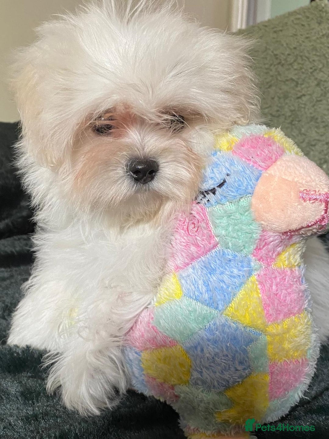 Maltipoo dogs for sale: maltipoo puppies for sale  - Image 8