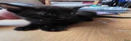 Mixed Breed cats for sale: 8week old black kitten - Advert 5