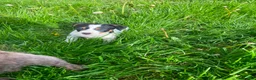 Jack Russell dogs for sale: Beautiful Jack Russell Girls Available  - Advert 5