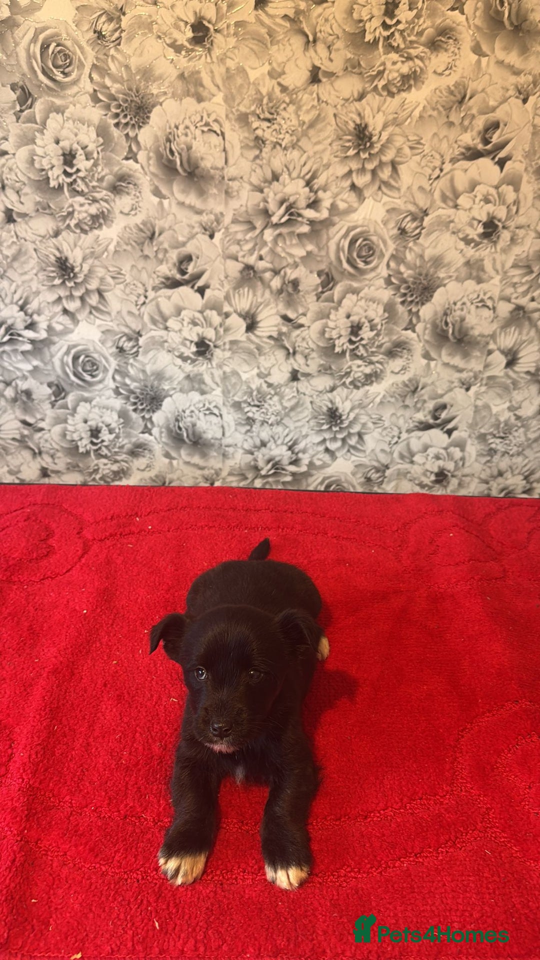 Mixed Breed dogs for sale: 6 beautiful cockapoo x terriers  - Advert 10