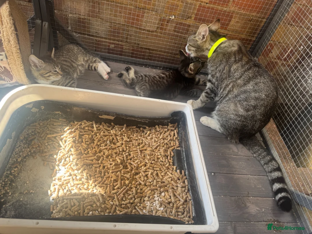 Domestic Shorthair cats for sale: Beautiful Tabby Kittens Looking for Forever Homes - Advert 2