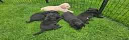 Labradoodle dogs for sale: Ready now! F2 Miniature double doodles - Advert 8