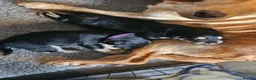 Mixed Breed dogs for sale: Gorgeous litter of cockerdor x sprollie pups in Fleetwood - Advert 18