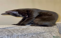 Mixed Breed cats for sale: Stunning Female Black Kitten  - Advert 8