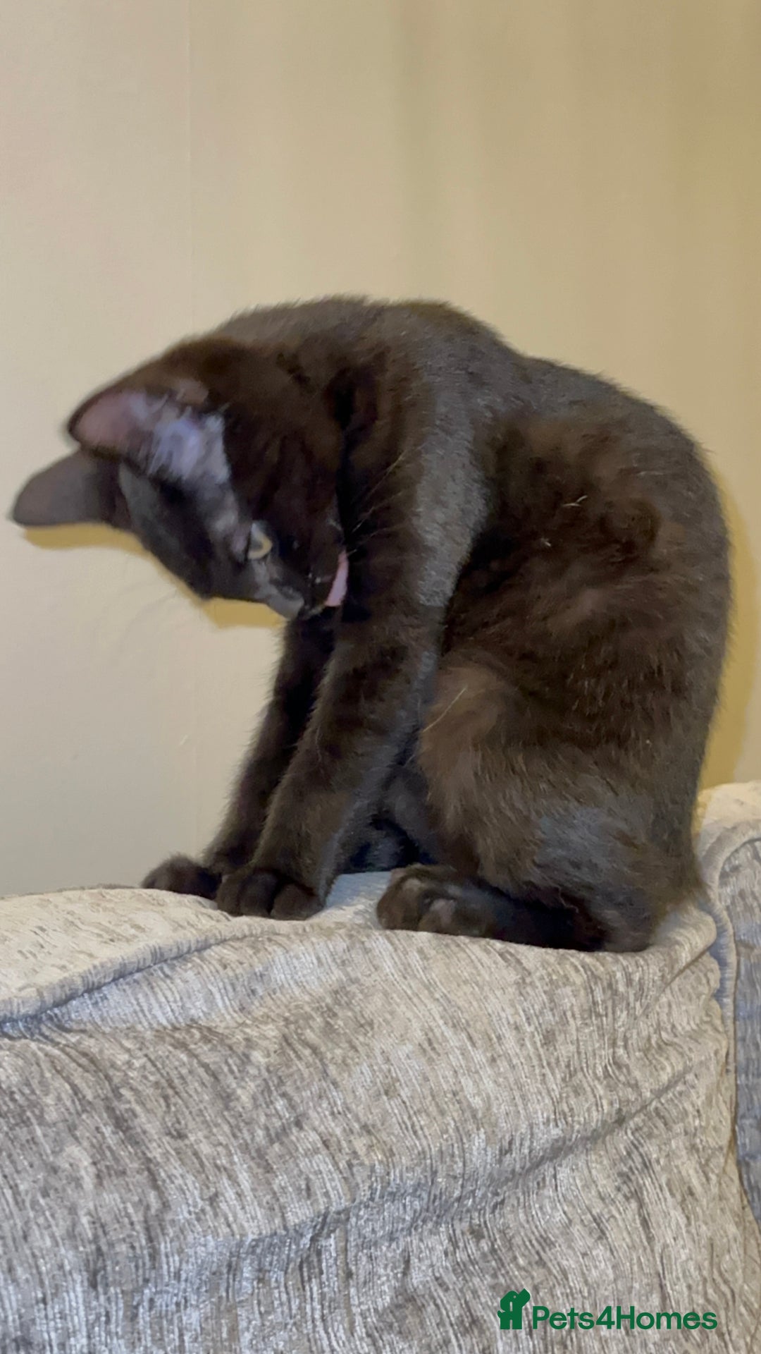 Mixed Breed cats for sale: Stunning Female Black Kitten  - Advert 8