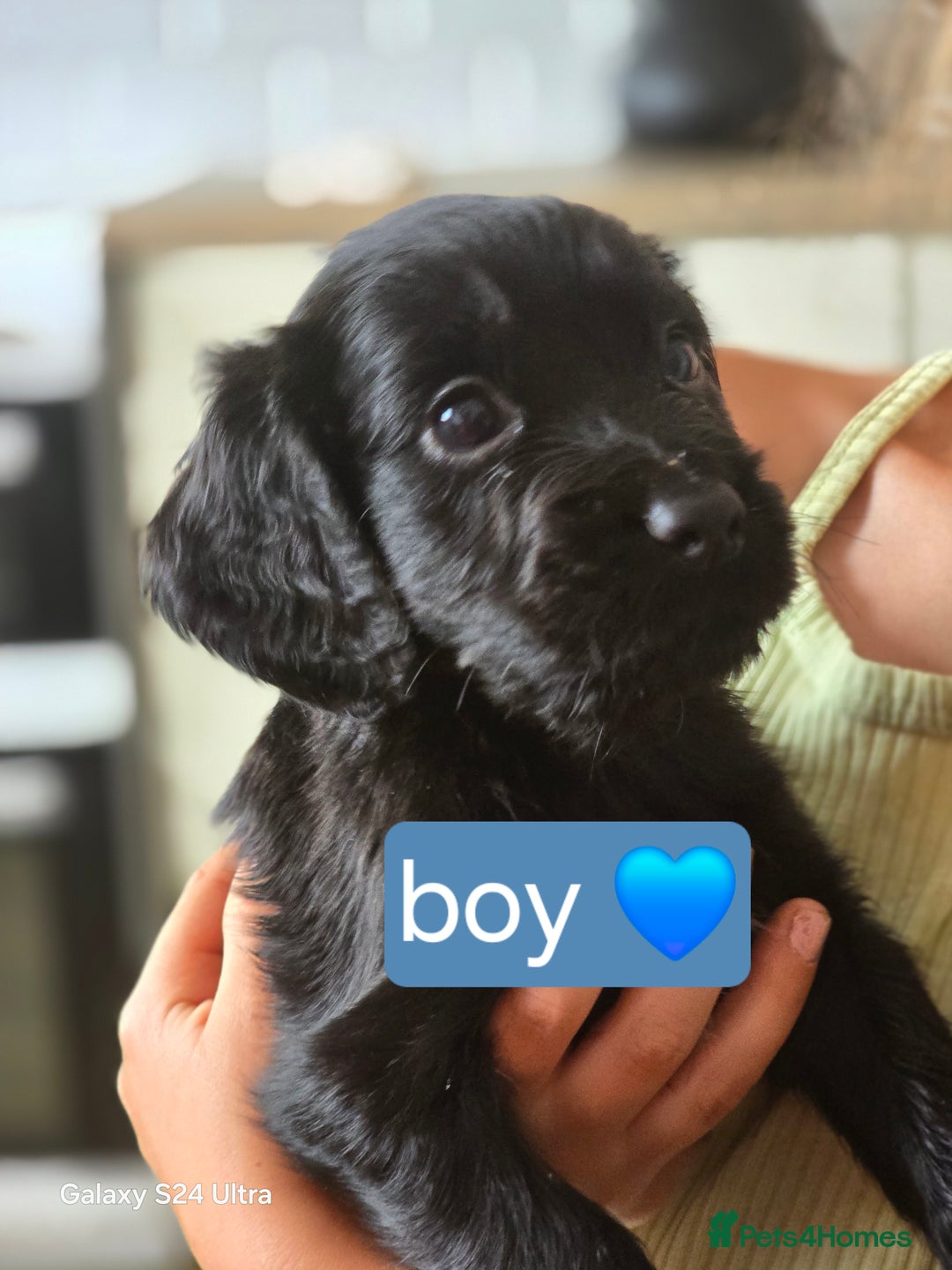 Cocker Spaniel dogs for sale: Cocker spaniel puppies 🐶  - Image 3